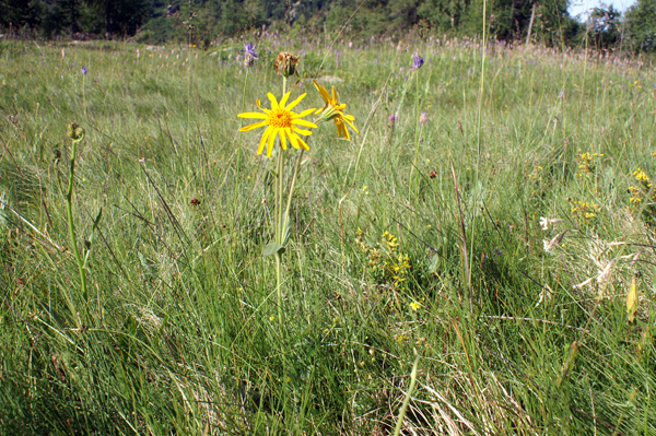 Arnica montana / Arnica