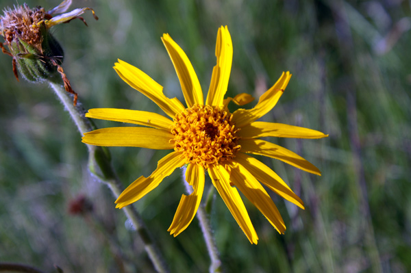 Arnica montana / Arnica