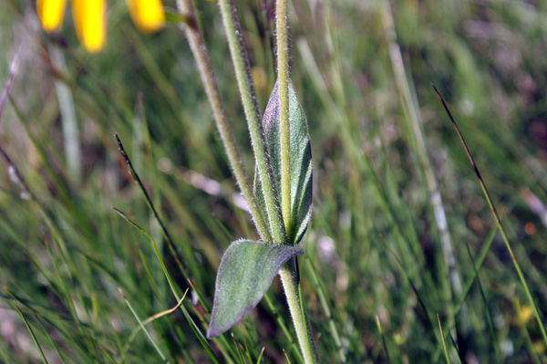 Arnica montana / Arnica