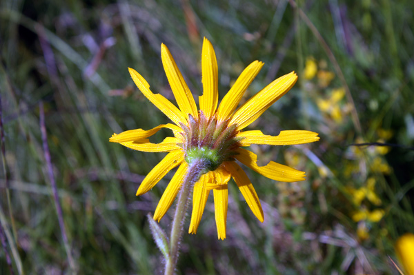 Arnica montana / Arnica