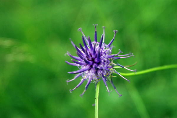 val di Gressoney-giugno 10 - Phyteuma sp.