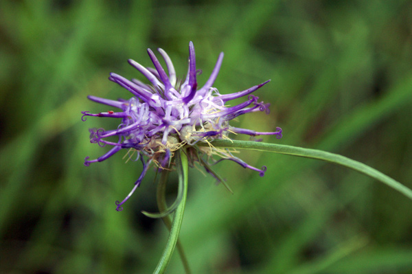 val di Gressoney-giugno 10 - Phyteuma sp.