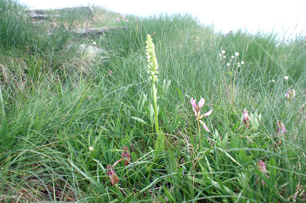 Pseudorchis albida (val di Gressoney-giugno)