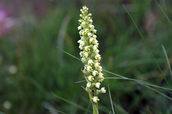 Pseudorchis albida (val di Gressoney-giugno)