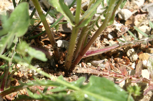 Urospermum dalechampii / Boccione maggiore