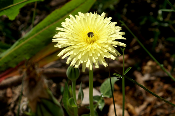 Urospermum dalechampii / Boccione maggiore