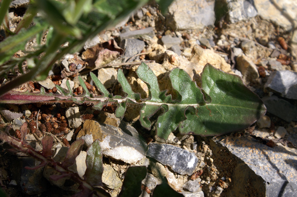 Urospermum dalechampii / Boccione maggiore