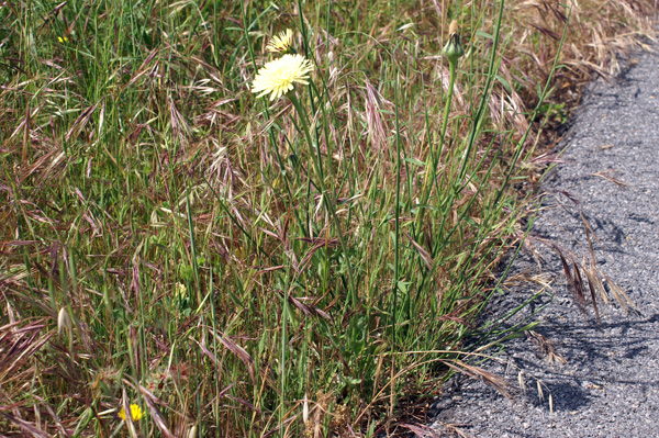 Urospermum dalechampii / Boccione maggiore