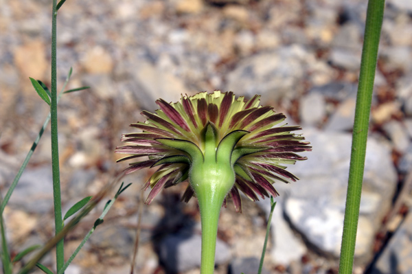 Urospermum dalechampii / Boccione maggiore