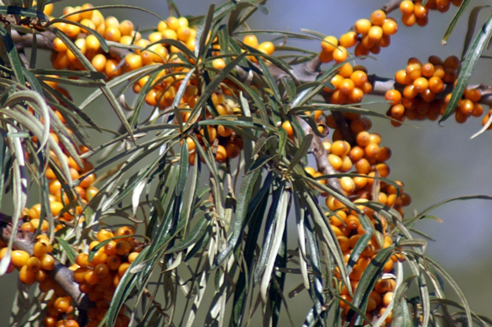 Hippophae fluviatilis / Olivello spinoso