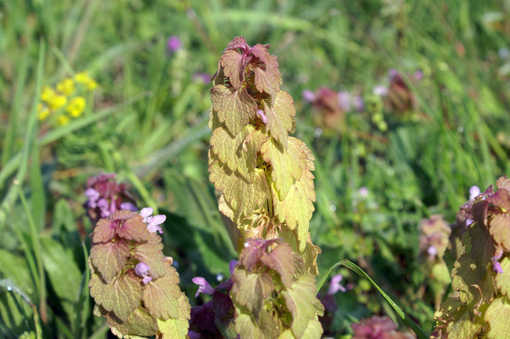 Lamium purpureum