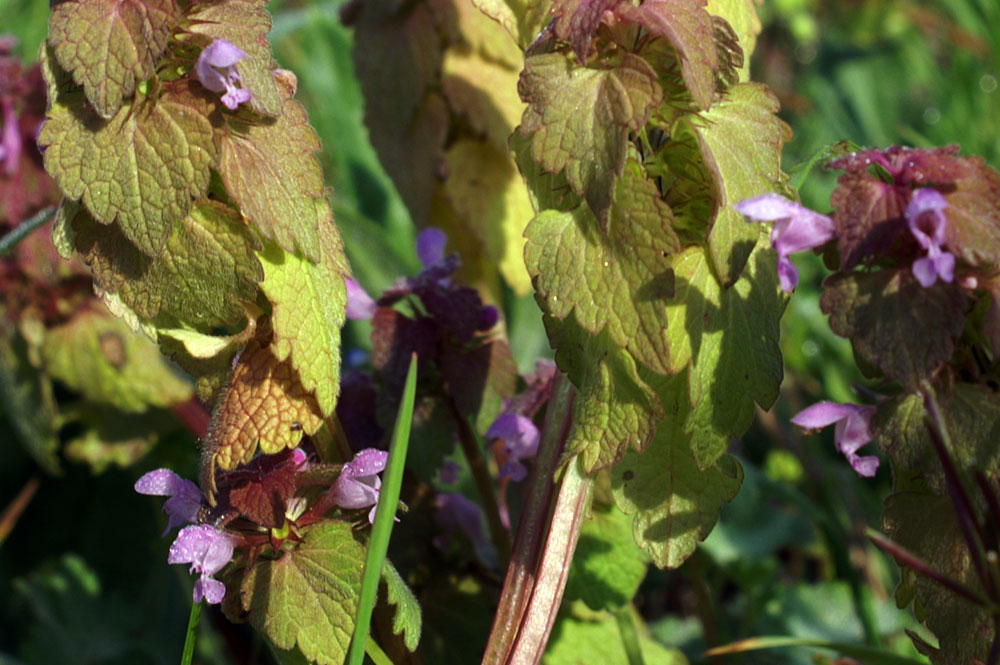 Lamium purpureum