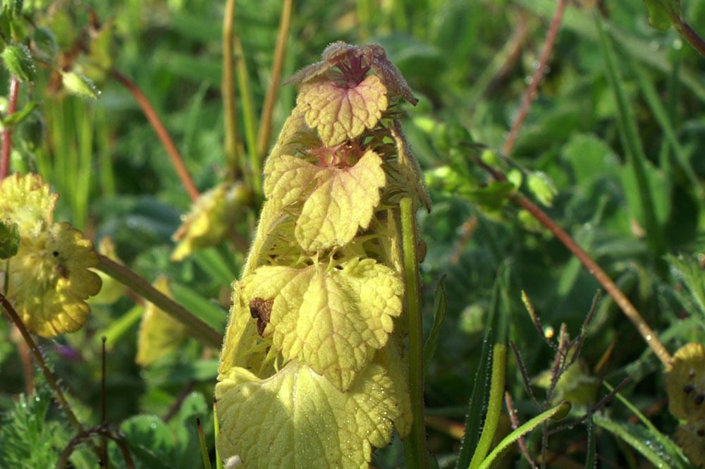 Lamium purpureum