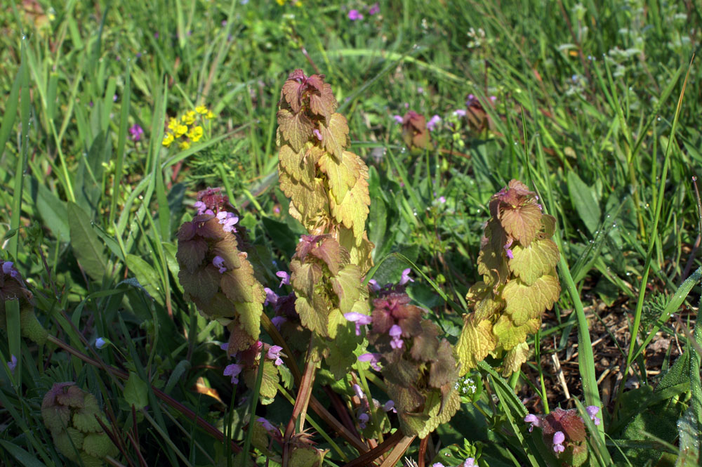 Lamium purpureum