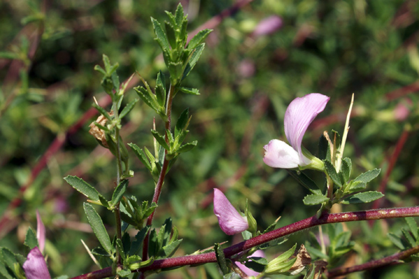 Ononis spinosa