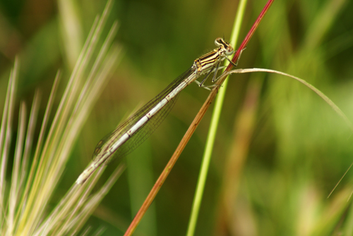 Damigelle - Platycnemis pennipes