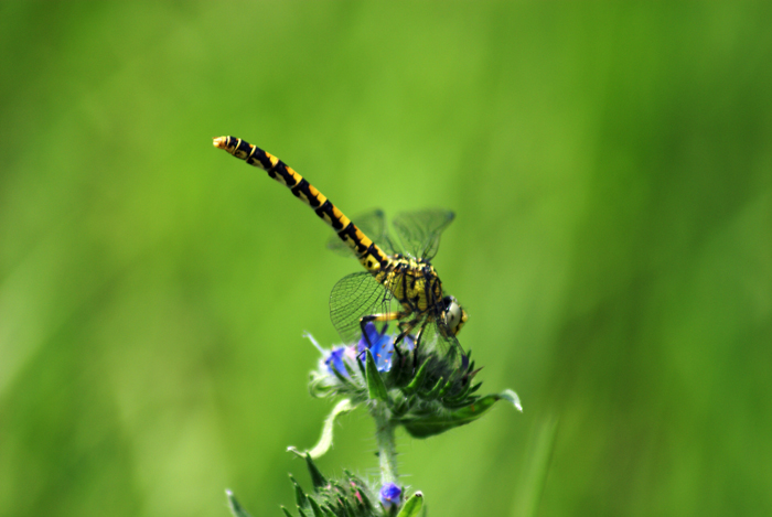 Onychogomphus forcipatus unguiculatus