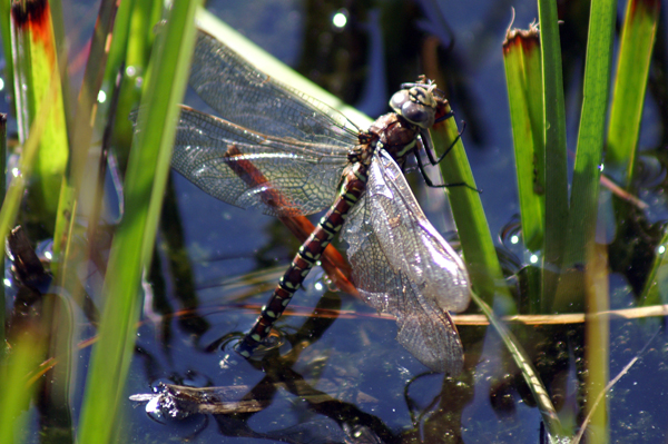 Aeshna juncea