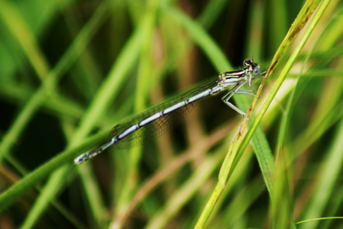 Damigelle - Platycnemis pennipes