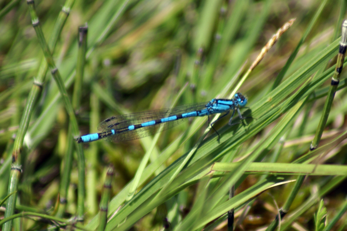 Enallagma cyathigerum