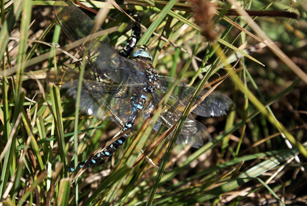 Aeshna juncea