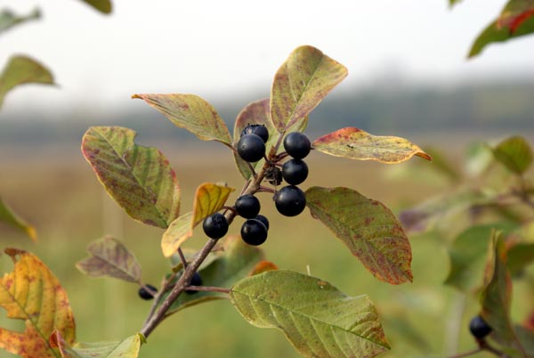 Frangula alnus / Frangola