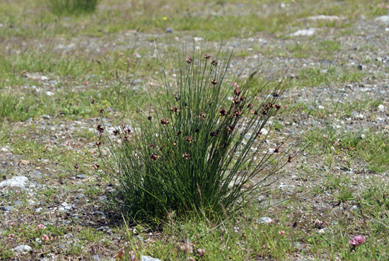 Juncus jacquinii / Giunco di Jacquin