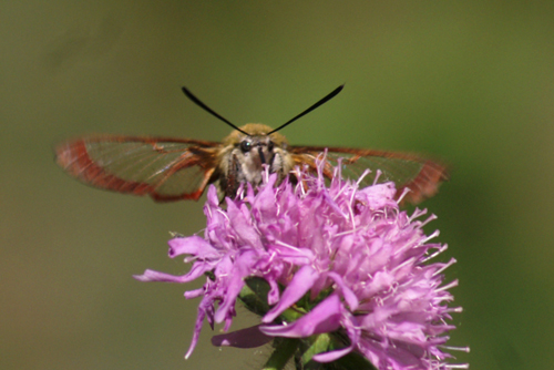 Hemaris fuciformis (Sphingidae, Macroglossinae)