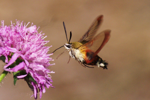 Hemaris fuciformis (Sphingidae, Macroglossinae)