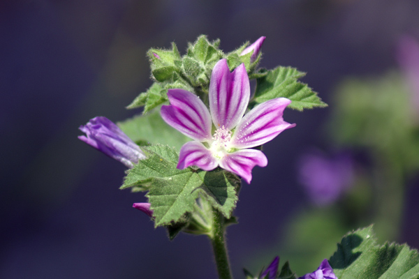 sulle mura del porto di Finale 11 - Malva sylvestris