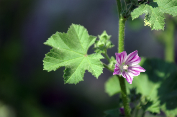 sulle mura del porto di Finale 11 - Malva sylvestris