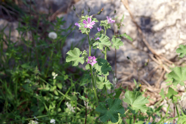 sulle mura del porto di Finale 11 - Malva sylvestris