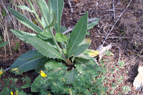 margherita gialla - Senecio sp.