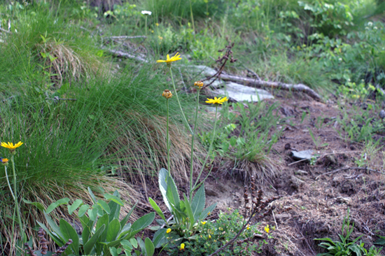 margherita gialla - Senecio sp.