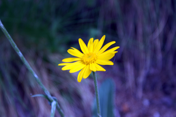 margherita gialla - Senecio sp.