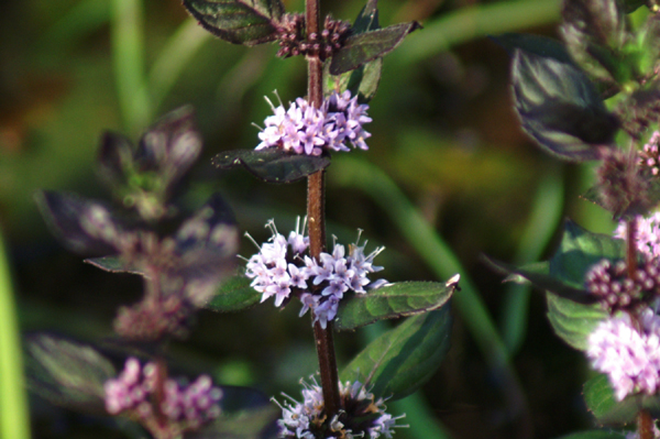 Mentha arvensis nel fosso in campagna