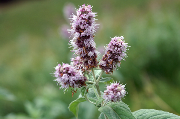 Mentha longifolia