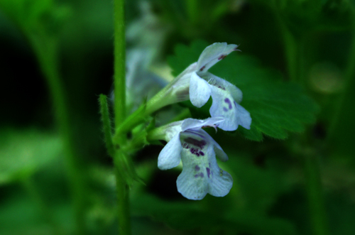 Glechoma hederacea