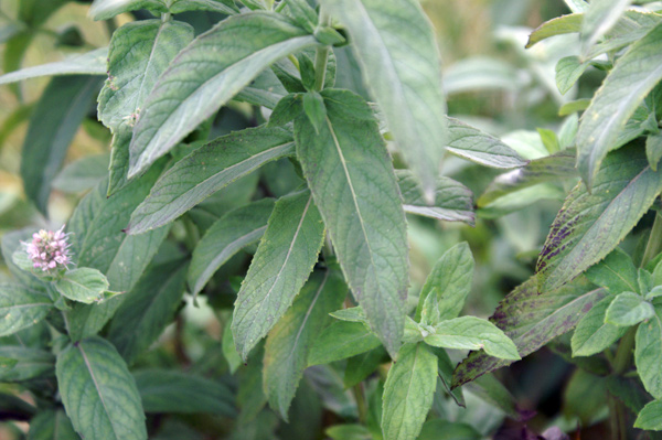 Mentha longifolia