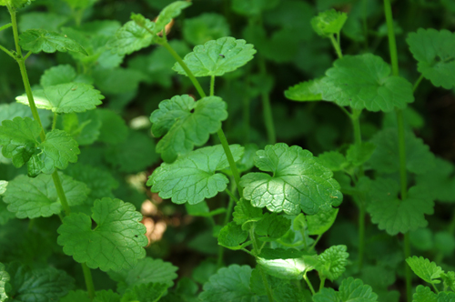 Glechoma hederacea