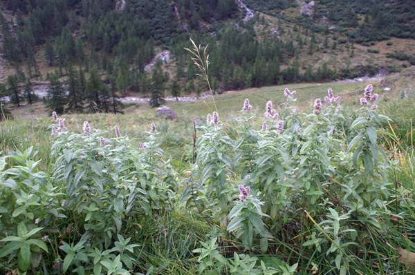 Mentha longifolia