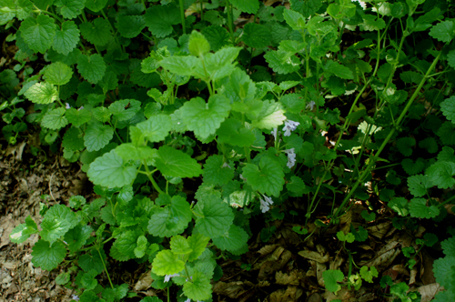 Glechoma hederacea