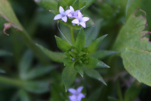 piccolissimi fiori azzurri - Sherardia arvensis