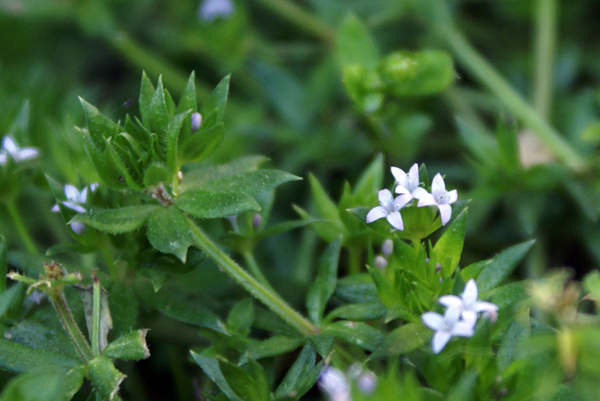 piccolissimi fiori azzurri - Sherardia arvensis