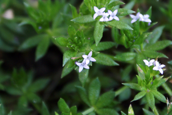 piccolissimi fiori azzurri - Sherardia arvensis