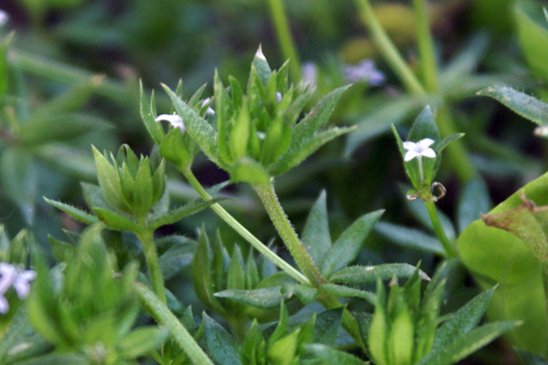 piccolissimi fiori azzurri - Sherardia arvensis