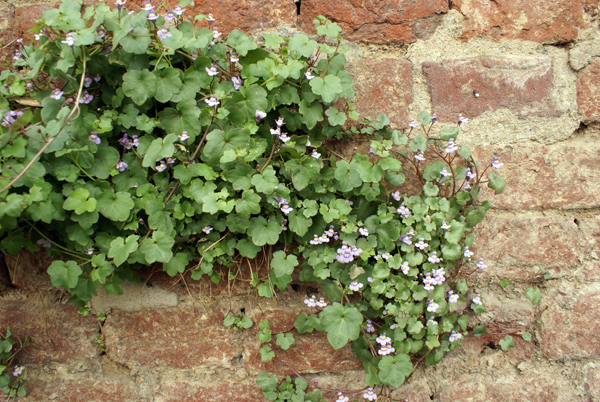 sui muri - Cymbalaria muralis