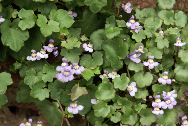 sui muri - Cymbalaria muralis