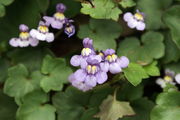 sui muri - Cymbalaria muralis