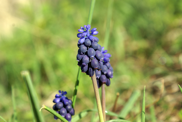 Muscari neglectum